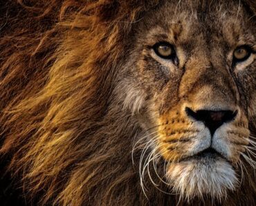 Rêver de lion islam : signification et interprétation