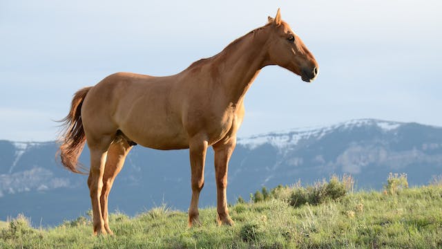 Rêver de cheval en islam