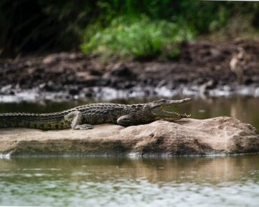 Rêver de crocodile islam : qu’est-ce que cela signifie?
