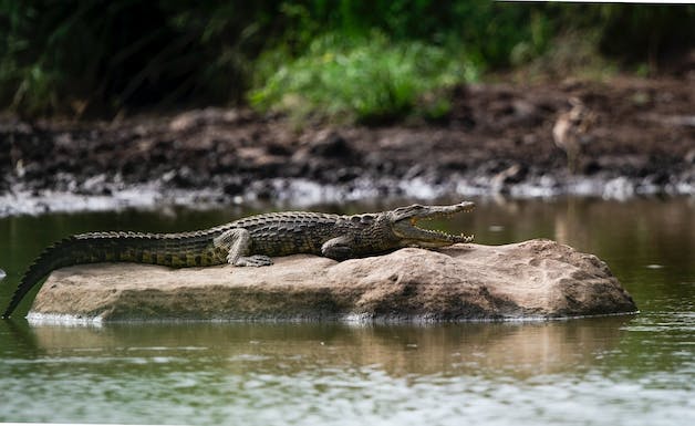 Rêver de crocodile islam