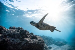 Rêver de tortue en Islam