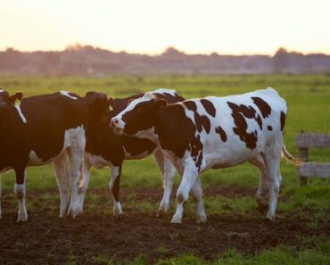 Rêver de vache en islam : qu’est-ce que cela signifie?