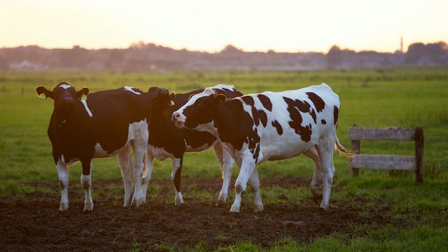 Rêver de vache en islam