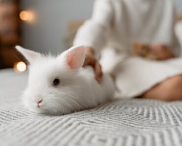 Rêver de lapin en islam: qu’est-ce que cela signifie ?