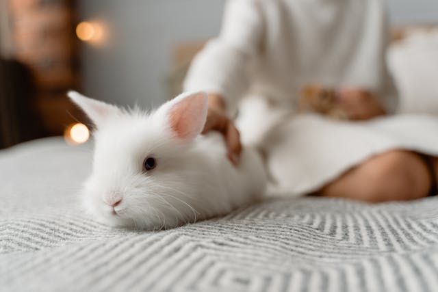 Rêver de lapin en islam