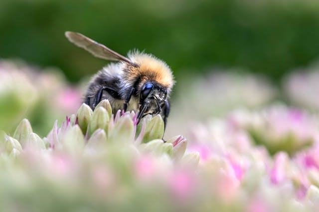 Rêver d'abeilles en Islam interprétation et signification