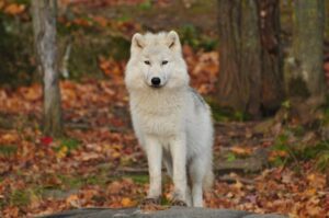 Rêver de loup en islam signification et interprétation