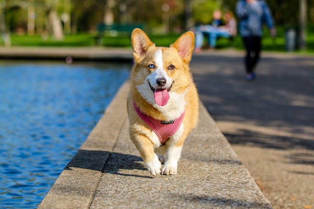 texte pour chien qu'on aime avec citation d'amour